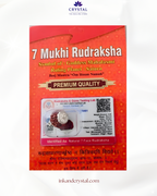 7 Mukhi Rudraksha